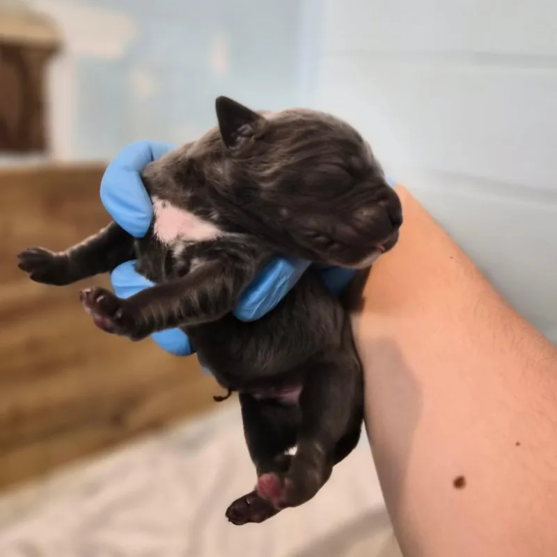 A baby small-sized male Gray / Blue / Silver Cane Corso dog named Cortado for adoption in Wahiawa, HI