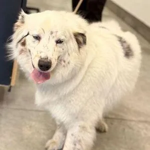 An adult large-sized female Merle (Blue) Australian Shepherd dog named Taffee for adoption in Collegeville, PA