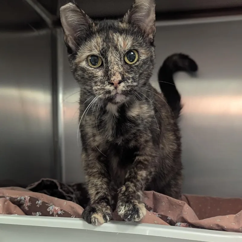 A young large-sized female Tortoiseshell Domestic Short Hair cat named Chai for adoption in Fenton, MI