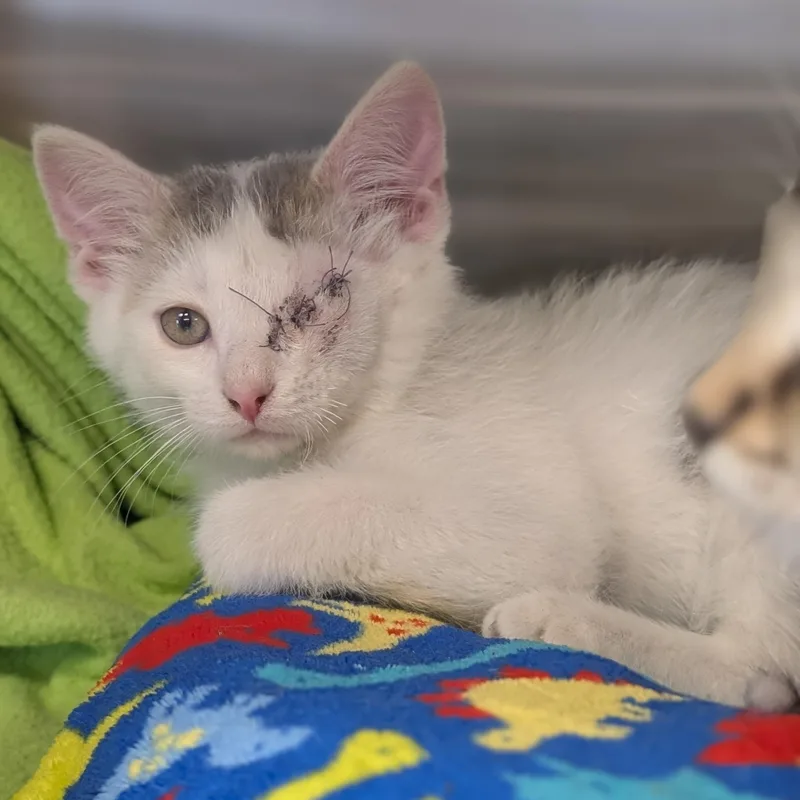 A baby medium-sized male White Domestic Short Hair cat named Salami Reduced Fee for adoption in Jefferson, WI