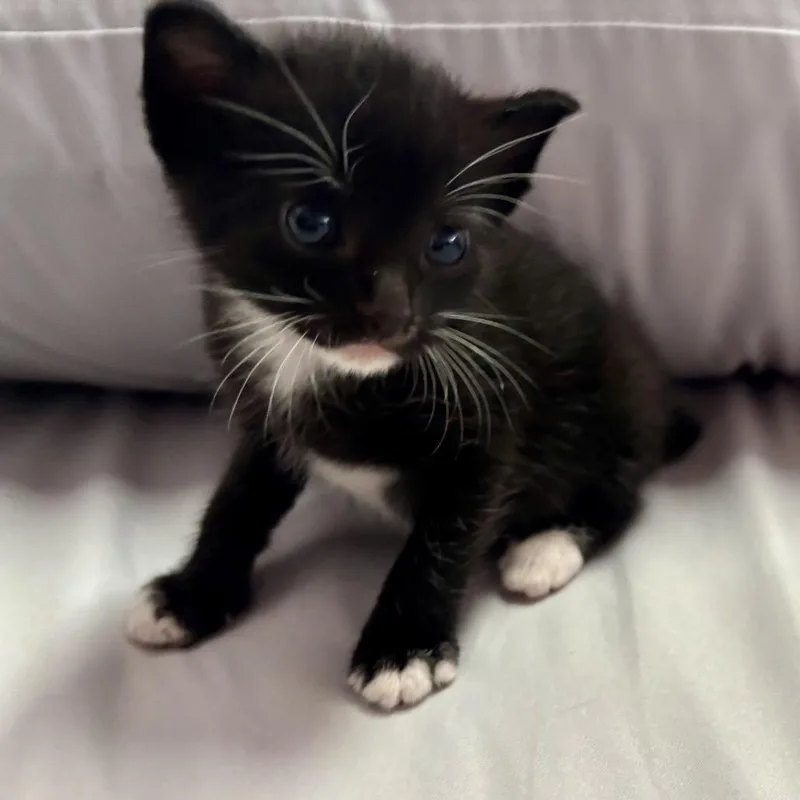 A baby small-sized female Black Domestic Short Hair cat named Nubbs for adoption in Pahoa, HI