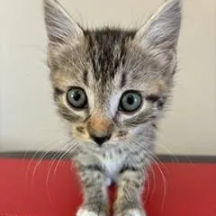 A baby small-sized female Gray / Blue / Silver Domestic Short Hair cat named Skittles for adoption in Greensboro, GA