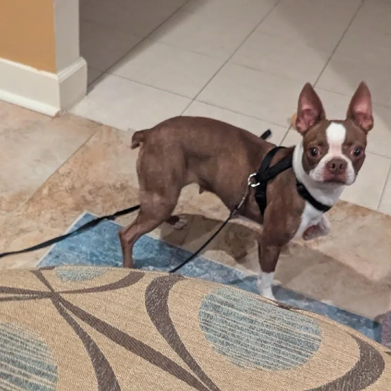 An adult small-sized female Boston Terrier dog named Becca in NE for adoption in Elkhorn, NE