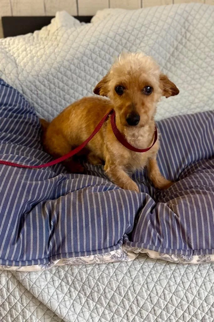 An adult small-sized male Maltese dog named Grizzly for adoption in Fort Worth, TX