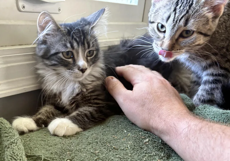 A baby medium-sized female Domestic Medium Hair cat named Bell for adoption in Blaine, MN