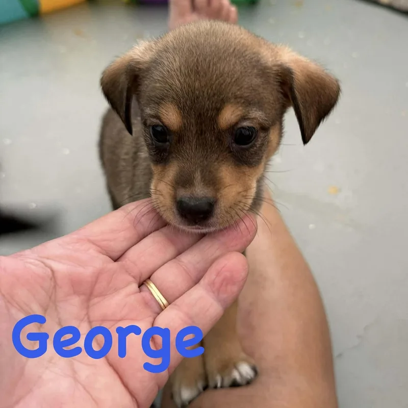 A baby small-sized male Chihuahua dog named George for adoption in Carmel, NY