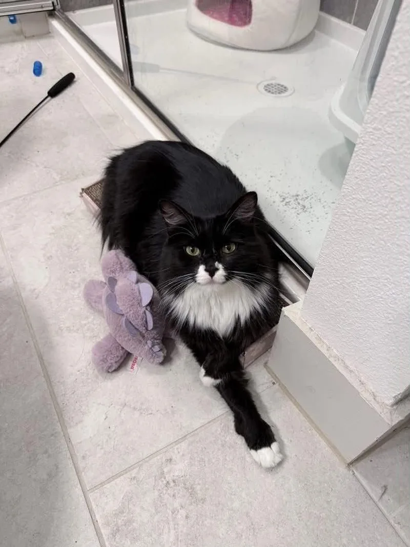 An adult medium-sized female Domestic Medium Hair cat named Molly for adoption in Mansfield, TX