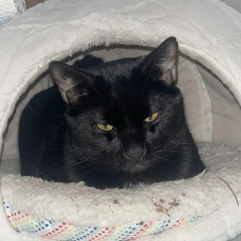 An adult large-sized male Black Domestic Short Hair cat named Percy for adoption in Medina, OH
