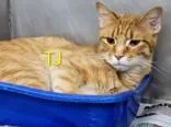 An adult medium-sized male Orange & White Domestic Short Hair cat named Tj for adoption in Moline, IL