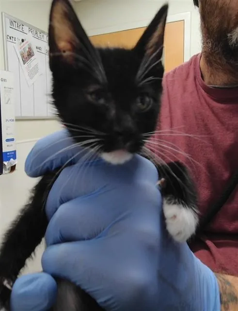 A baby small-sized female Domestic Short Hair cat named Peach for adoption in Albuquerque, NM