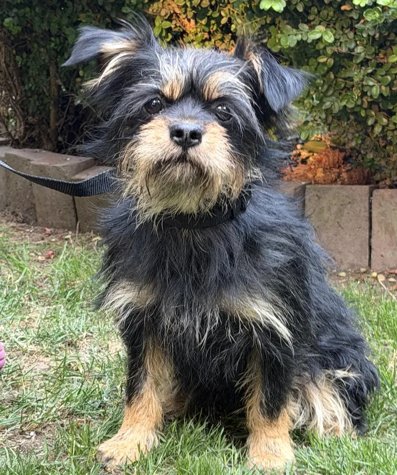 Chewie