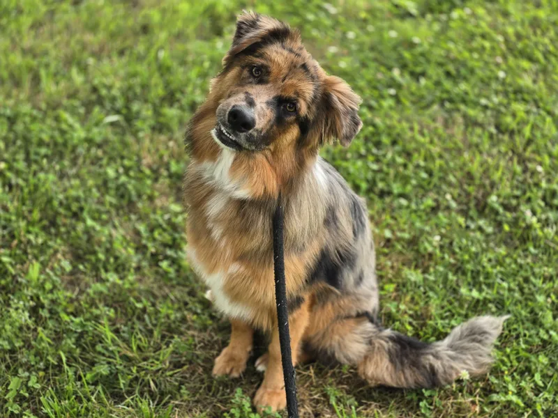 Bailee