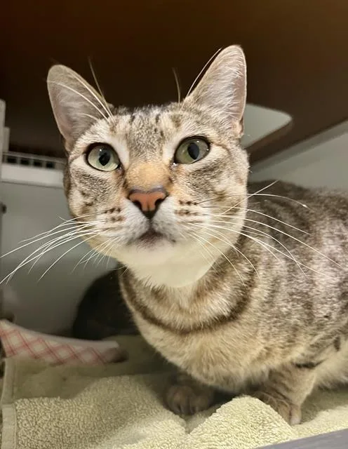 An adult medium-sized female Domestic Short Hair cat named Tiffany for adoption in San Francisco, CA