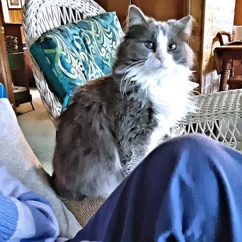 Freida