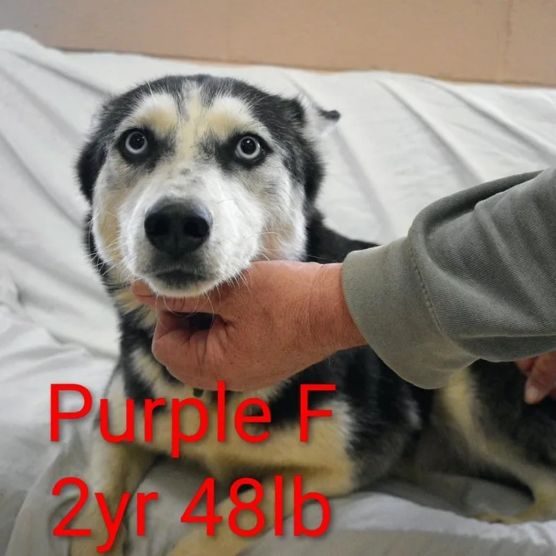 An adult medium-sized female Black Husky dog named Purple for adoption in Fairfax Station, VA