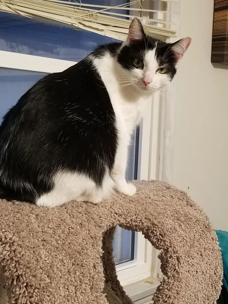 A young medium-sized female Black & White / Tuxedo Domestic Short Hair cat named Super Stephanie! for adoption in Buena Park, CA