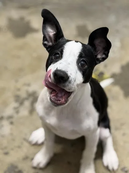 A baby medium-sized female Black American Staffordshire Terrier dog named Allura for adoption in Sacramento, CA