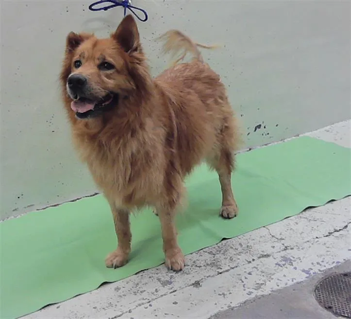 An adult medium-sized female Chow Chow dog named Katia for adoption in Houston, TX
