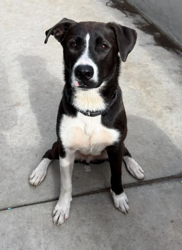 An adult medium-sized male Pit Bull Terrier dog named Tyson for adoption in Los Angeles, CA