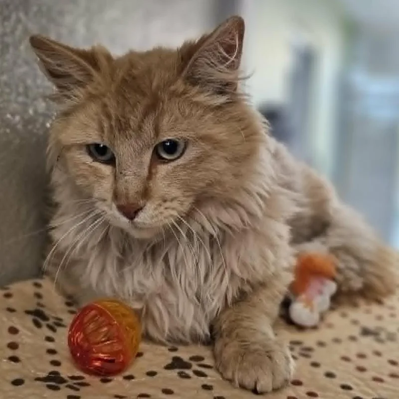 An adult medium-sized male Orange / Red Domestic Medium Hair cat named Tommy for adoption in Las Cruces, NM