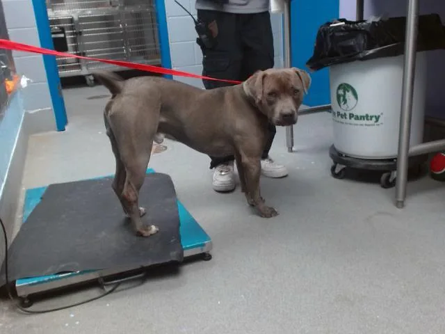 An adult medium-sized male Pit Bull Terrier dog named Bobbiez for adoption in Albuquerque, NM