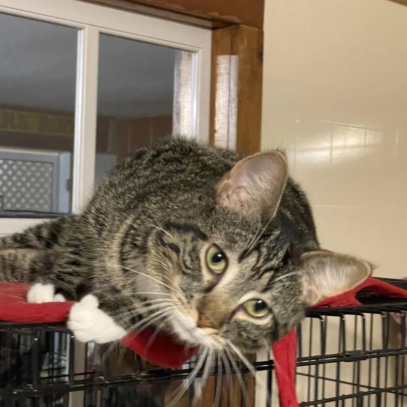 A baby medium-sized female Tabby (Brown / Chocolate) Domestic Short Hair cat named Kix for adoption in Lacon, IL