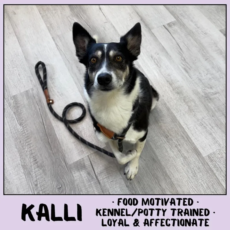 A senior medium-sized female Black Australian Cattle Dog / Blue Heeler dog named Kalli for adoption in Manhattan, KS