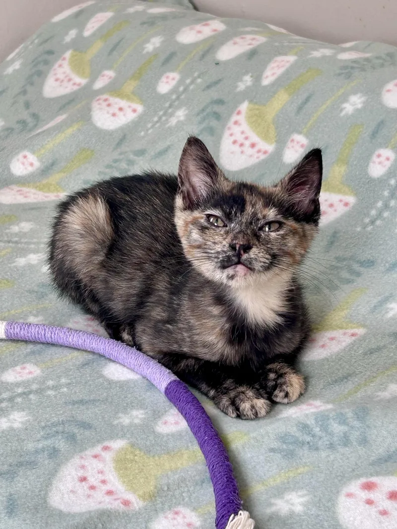 A baby medium-sized female Tortoiseshell cat named Evie for adoption in Greensburg, PA