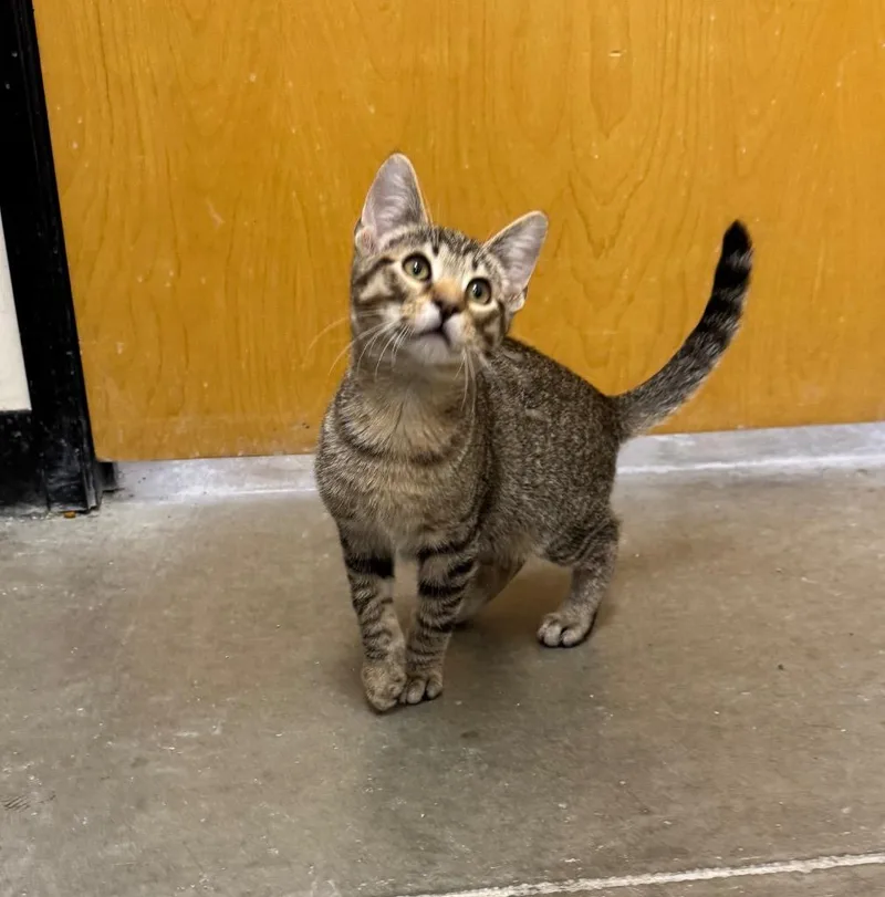 A baby medium-sized male Domestic Short Hair cat named Vinson for adoption in Fort Lupton, CO
