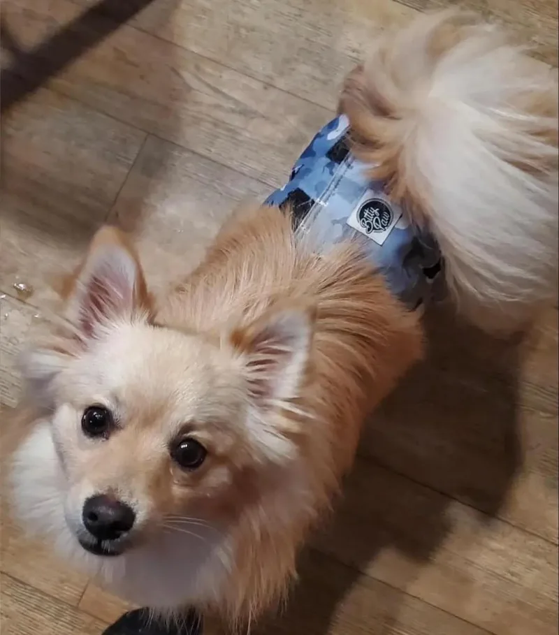 A young small-sized male Pomeranian dog named Forest for adoption in Gorham, ME