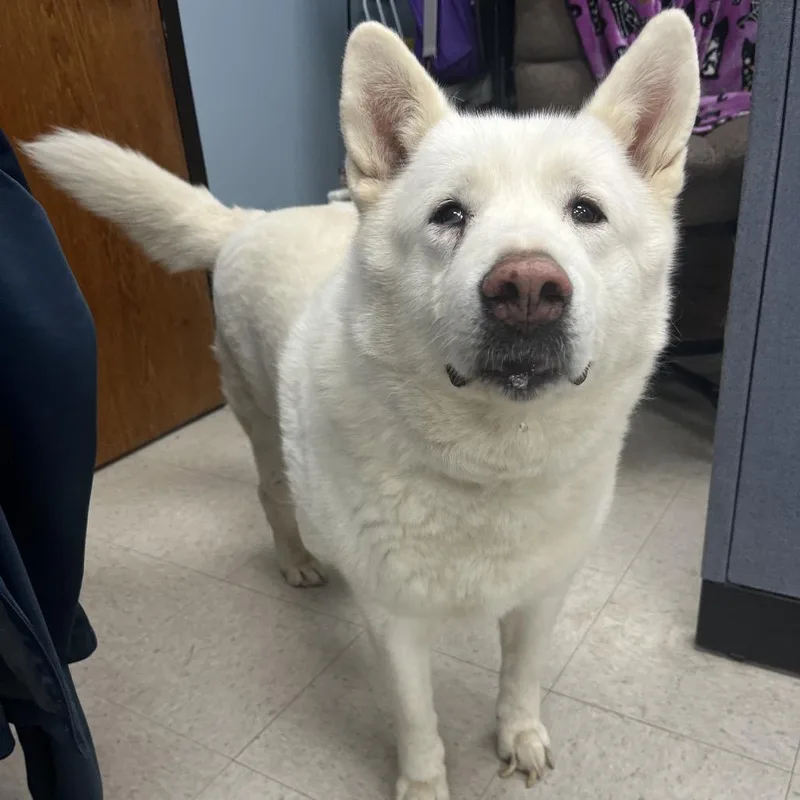 A senior large-sized female White / Cream Akita dog named Nova for adoption in Kansas City, KS