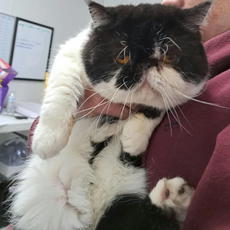 A senior medium-sized female Cream / Ivory Persian cat named Prim for adoption in Taos, NM
