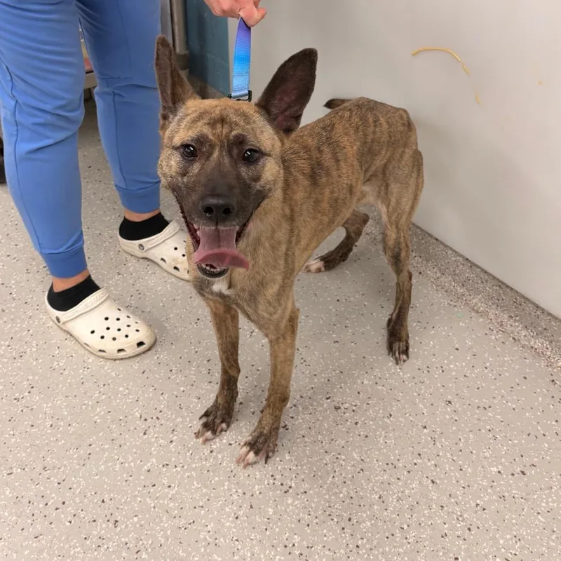 An adult medium-sized female Yellow / Tan / Blond / Fawn German Shepherd Dog dog named Luna Marie for adoption in Indianapolis, IN