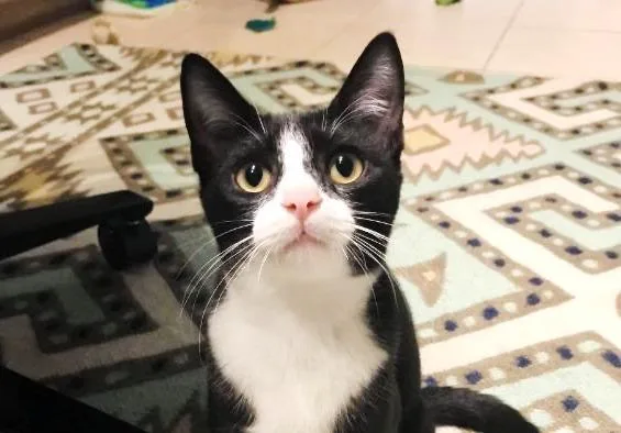 An adult small-sized female Tuxedo cat named Doris Otto for adoption in Gorham, ME
