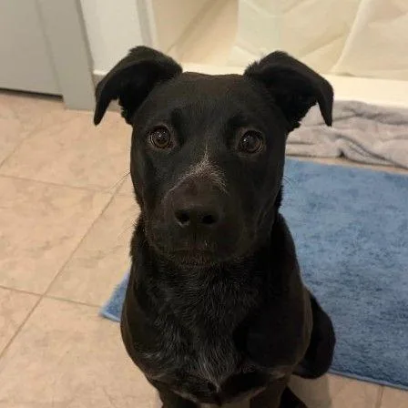 A young medium-sized female Black Mixed Breed dog named Bailey for adoption in Binghamton, NY
