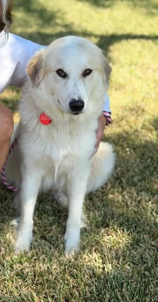 An adult large-sized female Great Pyrenees dog named Magnolia "Coming Soon!" for adoption in Richardson, TX