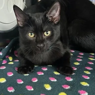 A baby medium-sized male Black Domestic Short Hair cat named Hatch for adoption in Knoxville, TN