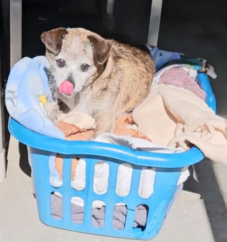 It Is Peewee Herman!! thumbnail 2