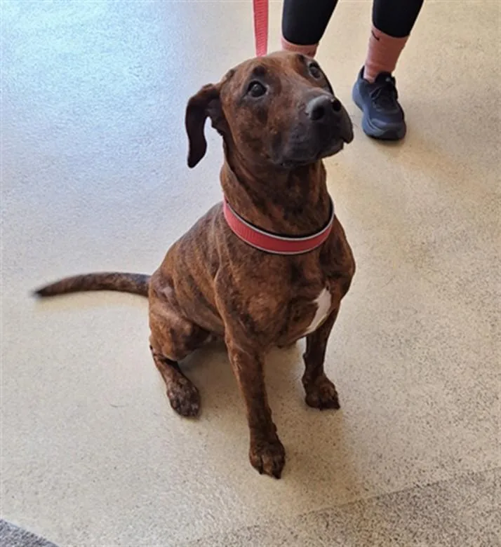 A young large-sized female Plott Hound dog named Bindi for adoption in Hagerstown, MD
