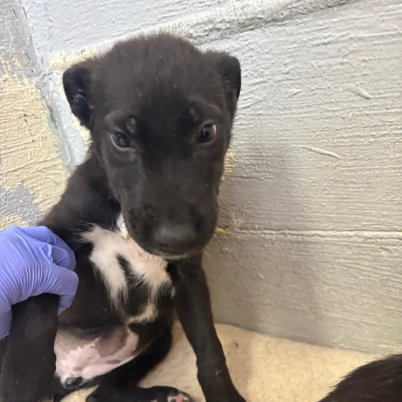 A baby small-sized female Black Labrador Retriever dog named Potato for adoption in Clanton, AL