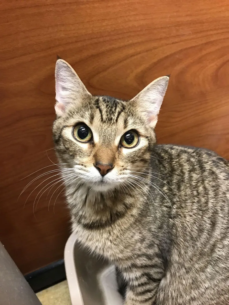 A young medium-sized female Domestic Short Hair cat named Tiggie for adoption in Pompano Beach, FL