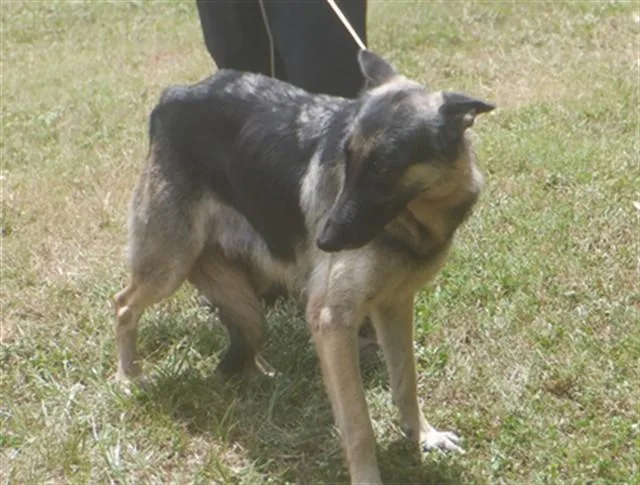 An adult large-sized female German Shepherd Dog dog named Luna for adoption in Miami, FL