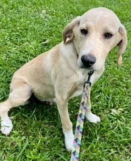 A baby large-sized male Yellow / Tan / Blond / Fawn Yellow Labrador Retriever dog named Beau Duke for adoption in Alexandria, LA
