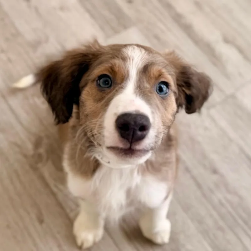 A baby small-sized male Sable Chihuahua dog named Paddy for adoption in Green Bay, WI