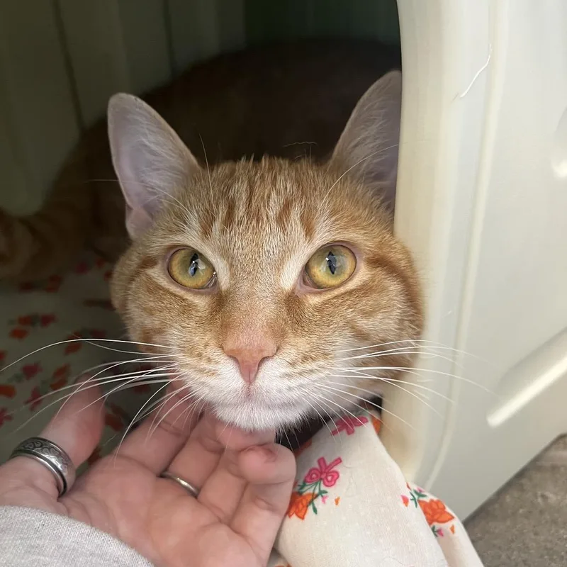 A young large-sized male Orange / Red American Shorthair cat named Leo for adoption in Fort Wayne, IN
