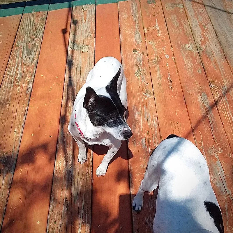 An adult small-sized female Rat Terrier dog named Lucy for adoption in Atlanta, GA