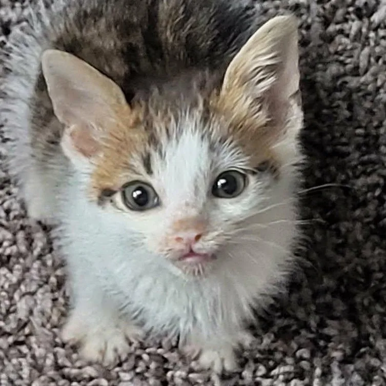 A baby medium-sized male Tabby (Buff / Tan / Fawn) Domestic Short Hair cat named Snickers for adoption in San Diego, CA