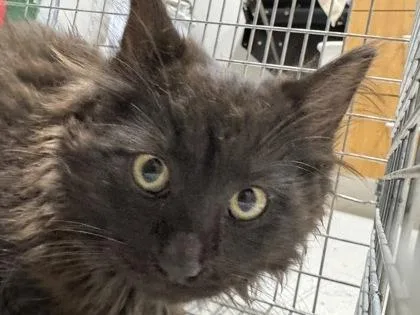 A young small-sized male Domestic Medium Hair cat named Onyx for adoption in Missoula, MT