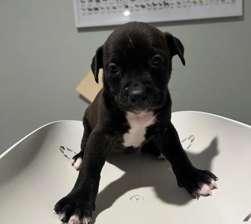 A baby small-sized female Mixed Breed dog named Jazzy for adoption in Labelle, FL