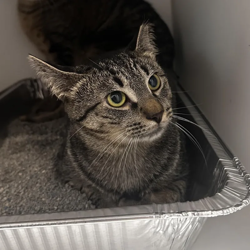 An adult large-sized male Brown / Chocolate Domestic Short Hair cat named Allosaurus for adoption in Dearborn, MI